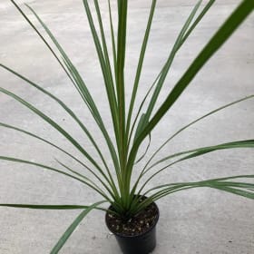 Dracaena (Spike Plant) item