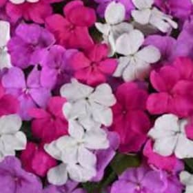 Impatiens Pink Flat (Beacon Mix Chicago) item