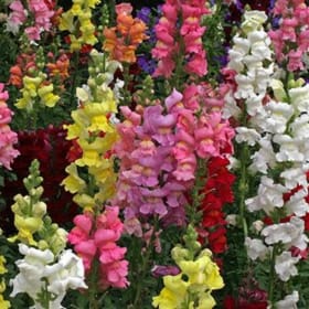 Snapdragon Flat (assorted colors) item