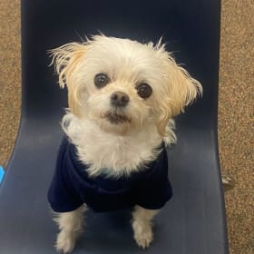 79| Walking with Bella (and Anne) item