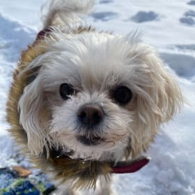 79| Walking with Bella (and Anne) item