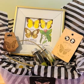 Lot#26-229 Beautiful Oddities Don: River City Oddities $110 item