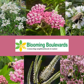 Romantic Pastels for sun & damp gardens (6 plants) item