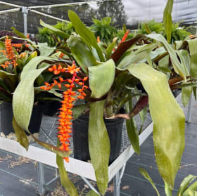 Tropical Charm: Large Tail Bromeliads in 3-Gallon Pots item