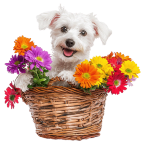 May Day Basket with Delivery in Omaha Metro Area Only item