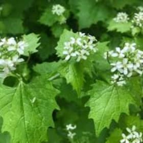 Garlic Mustard Weeding(Aaron & Brandon Ortiz & Miles Wang item