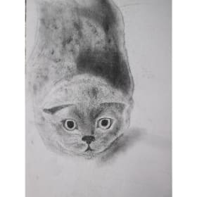 128 Kitty attention item