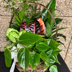 Plant Basket/seeds item