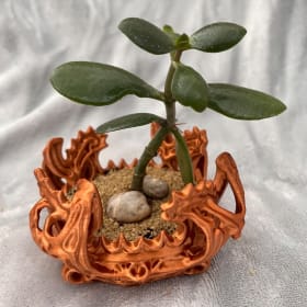 Small Jade Plant item