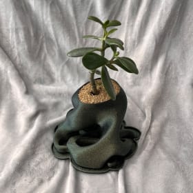 Jade plant item