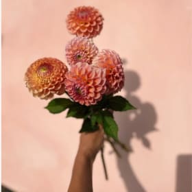 Boîte de bulbes de tubercules de dahlia – Ferme Pastel 🌸 item