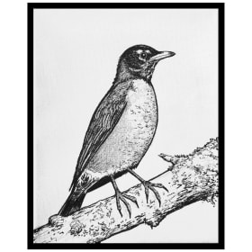 #112 - American Robin (Turdus migratorius) by alEx item