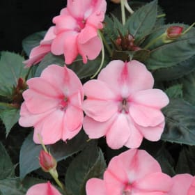 Impatiens Flats - Pink (36 per flat) item