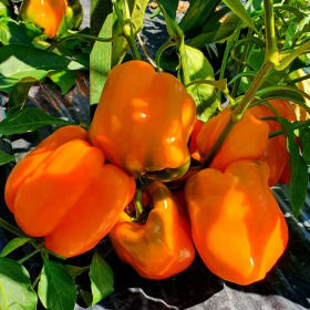 4" Orange Pepper Plant (each) item