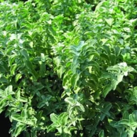 4" Greek Oregano Plant (each) item