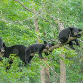 Vince Schute Wildlife Sanctuary (4 Tickets) item