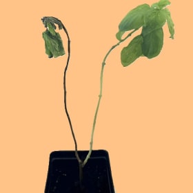 "Sacrifice"-Jisu Kang item
