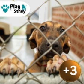 +3 Dog Rescue Tokens item