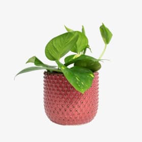 Pothos 5" item