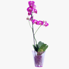 Orchidée item