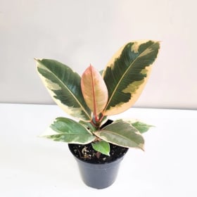 Ficus 5" item