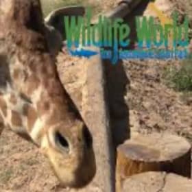 80. Wildlife World Zoo & Aquarium & Safari Park item