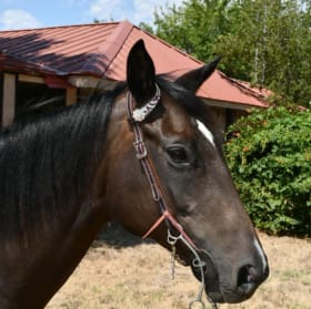 Matching Leather Head Stall and Breast Color item