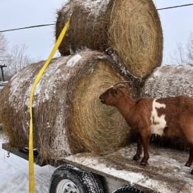 1x balle de foin ronde item