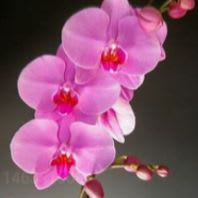 🌸 Orchid & Encouragement Delivery #2 item