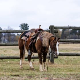 97| Equestrian Adventure: Pony Meet & Lesson item
