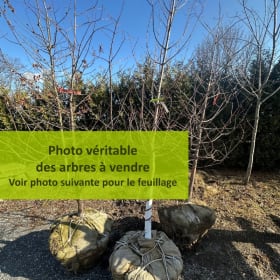 Metasequoia glyptostroboides (valeur d'environ 600$) item