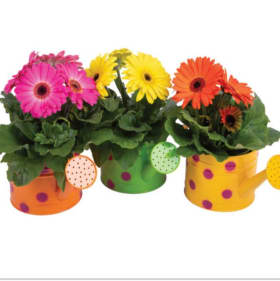 4.5" Daisy-A-Day item