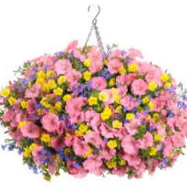 10" Bermuda Sun hanging basket item