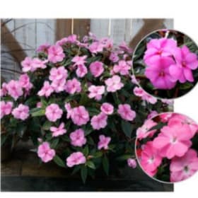 12" Sunpatiens Planter item