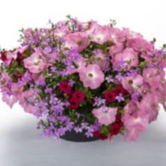 12" Wisteria Lane Planter item