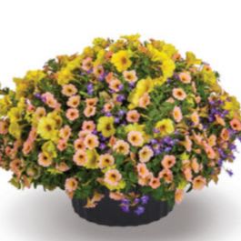 12" Island in the Sun Planter item