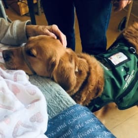 Zadie the Therapy Dog Classroom Visit item