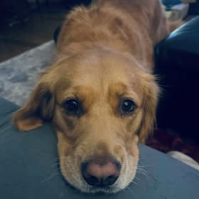 Zadie the Therapy Dog Classroom Visit item