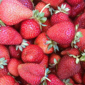 Strawberry Pickin’ with Mrs. Hafer item
