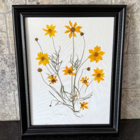 Botanical Artwork, Coreopsis item