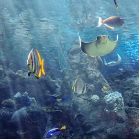 Aquarium of the Pacific + Mama’s Comfort Food & Cocktails item