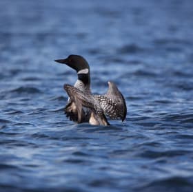 Plongeon Huard du Massawippi item