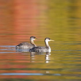 Grèbes jougris du Massawippi item