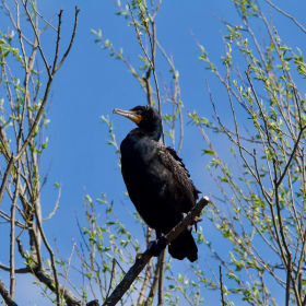 Cormorant à aigrettes du Massawippi item