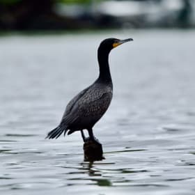 Cormorant à aigrettes du Massawippi item