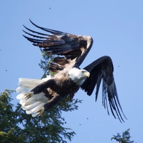 Pygargue à tête blanche du Massawippi item