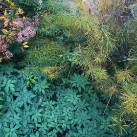 Ladov Landscaping + Consulting Garden Consultation item