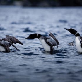 Composition d'un plongeon huard au lac Massawippi item