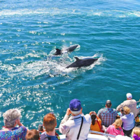 Newport Landing Whale Watching for 4 item