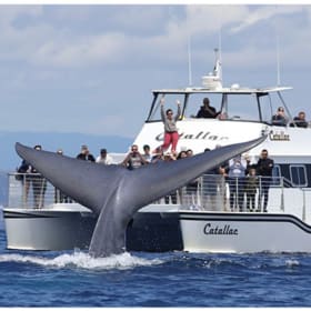 Newport Landing Whale Watching for 4 item